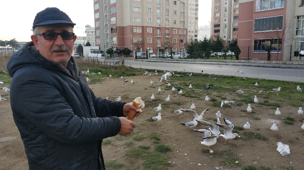 Her sabah ilk işi martıları doyurmak 