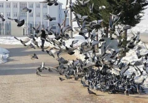 Her sabah kuşlar için yiyecek bırakıyor 