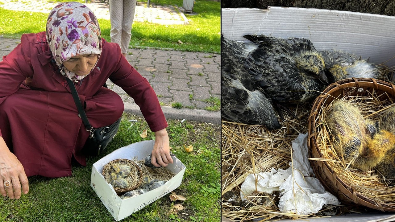 Her seferinde ölüyorlardı, bu kez kıyamadı! 5 yavru güvercini kurtardı