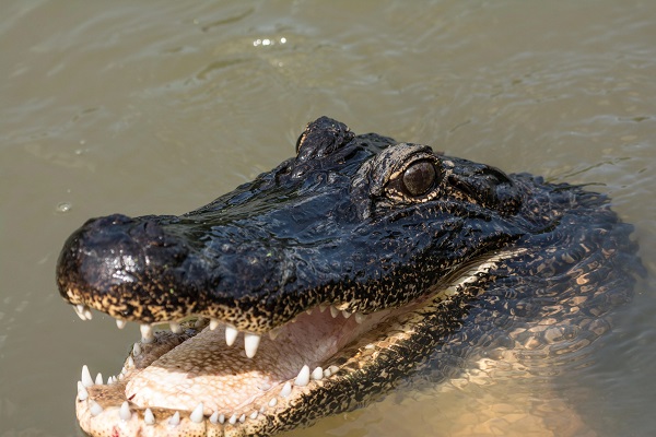 Her şey köpeğin havlamasıyla başladı! Gece uykudan kalkınca şoke oldular