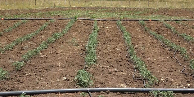 Her şey terörün bitmesiyle başladı... PKK’nın temi̇zlenmesi̇ sonrası bir ilk!