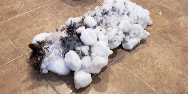 Her tarafı buzla kaplı donmuş kedi, veterinerde gözlerini açmayı başardı