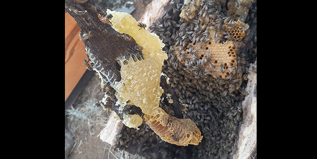 Her yerde bulamazsınız! Ağaç kovuğundan çıkıyor fiyatı cep yakıyor