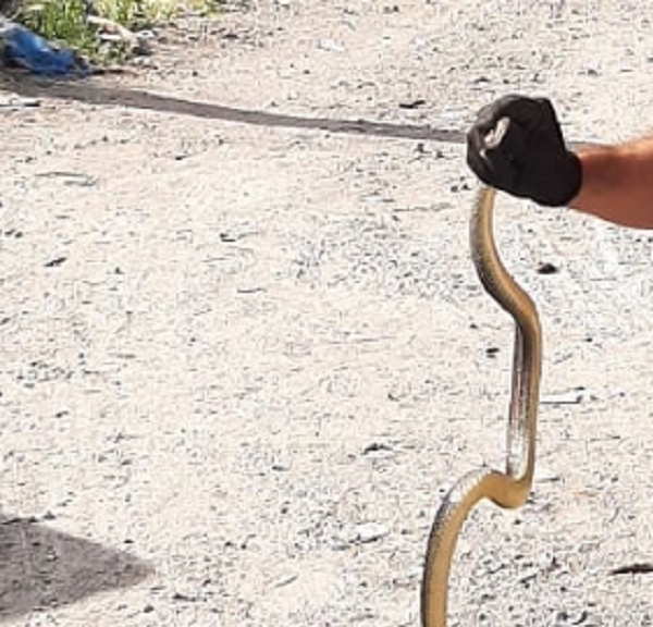 Her yerde ortaya çıkmaya başladılar!