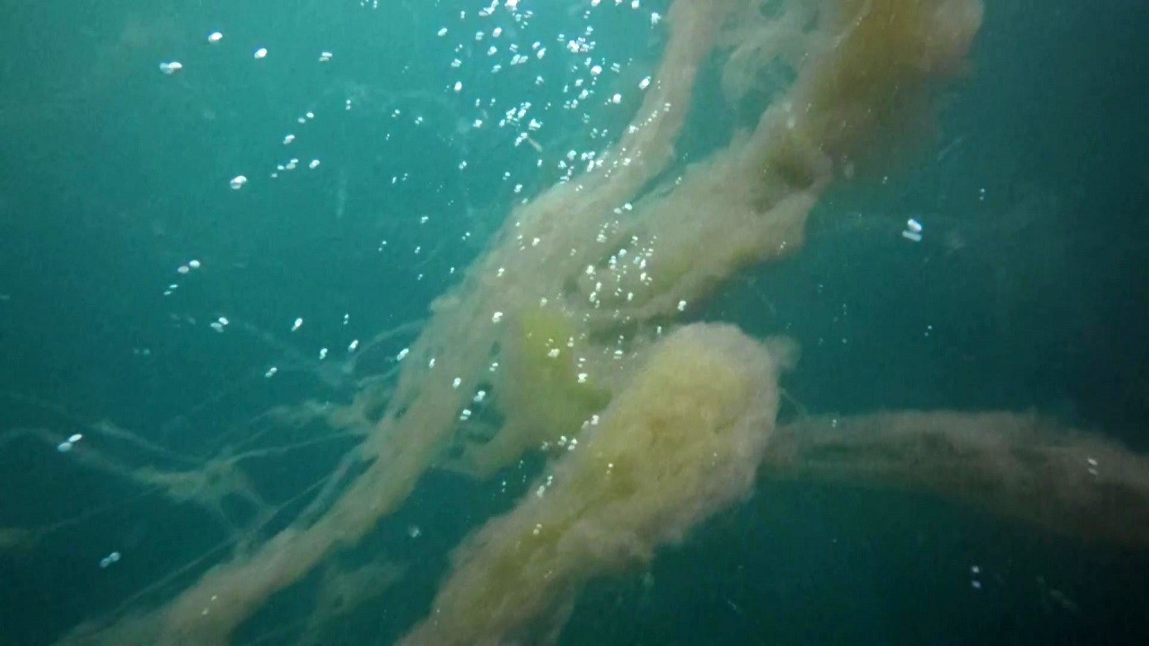 Her yeri sardı! İzmit Körfezi'nde korkutan manzara