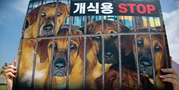 Her yıl 1 milyon köpek katlediliyor! Köpek eti tüketimi yasaklanabilir