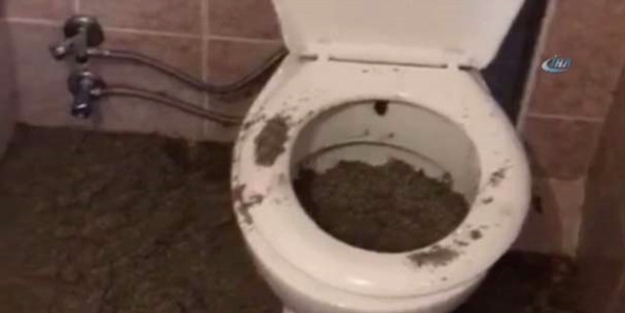 Hergün milyonlarca kişi tüketiyor, klozette üretiliyormuş!
