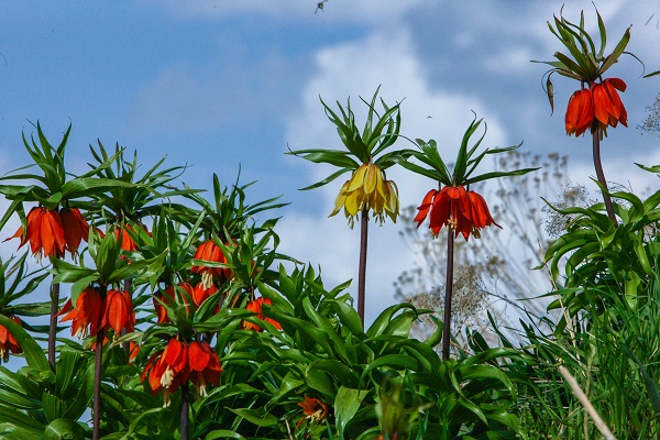 Herkes ‘Ağlayan gelin’i görmeye gidiyor