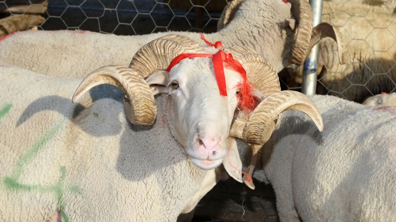 Herkes araştırıyor! Kurban Bayramı tatili kaç gün olacak?