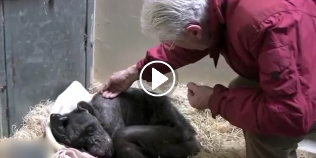 Herkes bu görüntüleri izlemeli: Ölmek üzereyken..