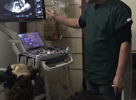 Herkes bu görüntüleri konuşuyor! Hamile koyun yerinden bile kımıldamadı