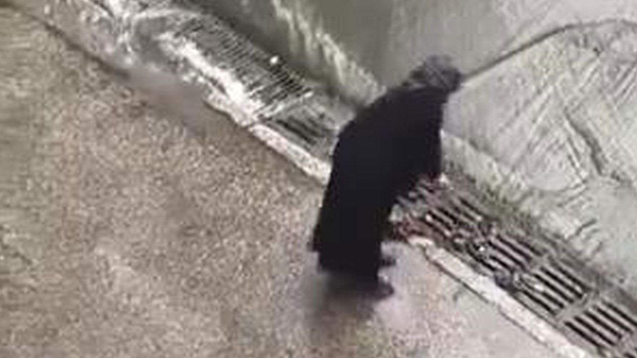 Herkes bu görüntüyü konuşuyor... Sağanak yağışın altında bakın bastonuyla ne yaptı!