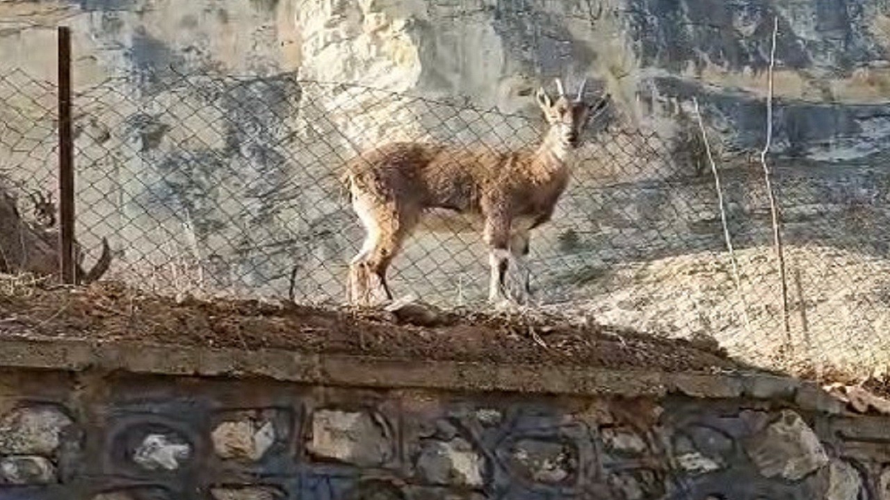 Herkes bu videoyu konuşuyor!