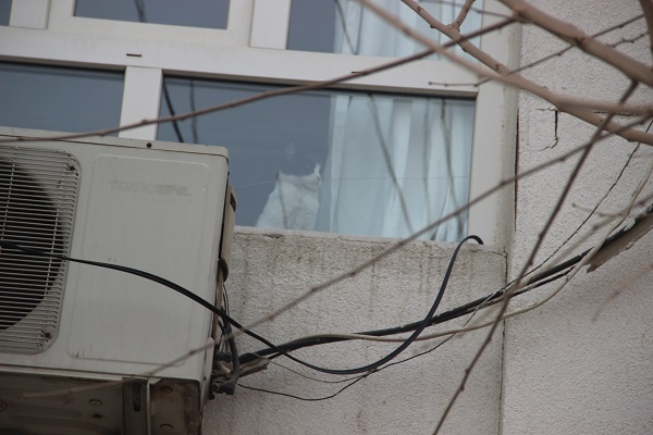 Herkes evleri terk etti geride o kaldı! Hasarlı bina mahsur kalan kedi kurtarıldı