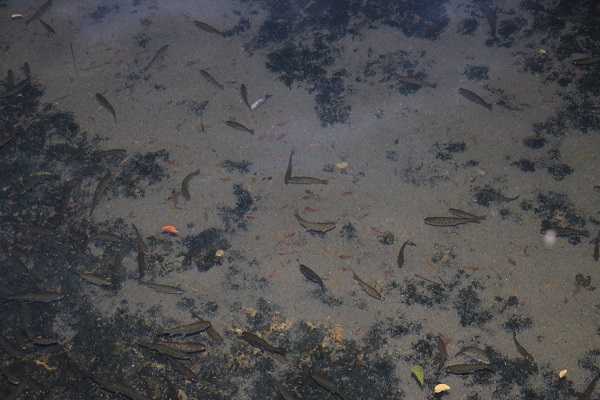 Herkes hayran! Bataklığı bu hale getirdi