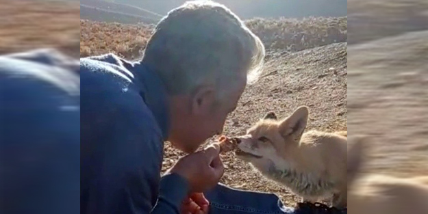 Herkes kaçarken o elleriyle besledi! 'Karnını doyurunca yanımızdan ayrılmadı'