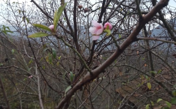 Herkes kar yağışı beklerden ağaçlar çiçek açtı!