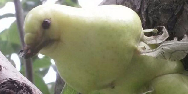 Herkes kuş sanıyor! İşte insanı şaşırtan sebze ve meyveler