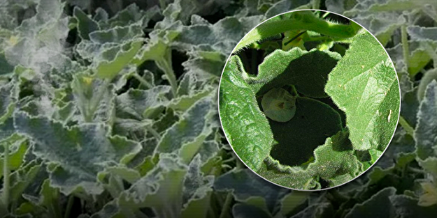 Herkes ona 'Ebu Cehil karpuzu' diyor! 36 kilometre hızla zehir fışkırtıyor, 2 gramı bile sizi öldürebilir