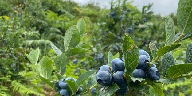Herkes ona "likapa" diyor! Yaban mersini: Yaşlanmayı durduruyor! Bunu bilen Türkiye'den sipariş alıyor