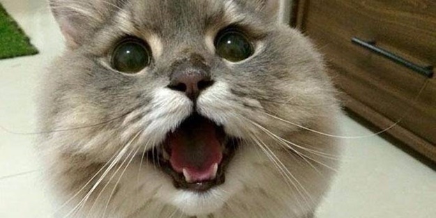 Herkes onunla fotoğraf çektirmek istiyor! Bone Bone'a bayılacaksınız!