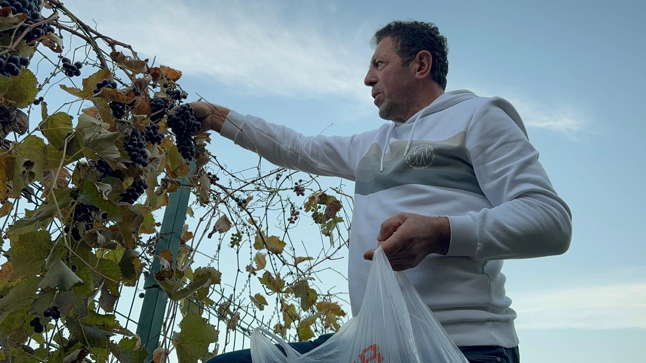 Herkes şaşkın! Aralık ayında hasat yaptı