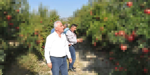 Herkes şaşkın! Binlerce ton dalda kaldı…