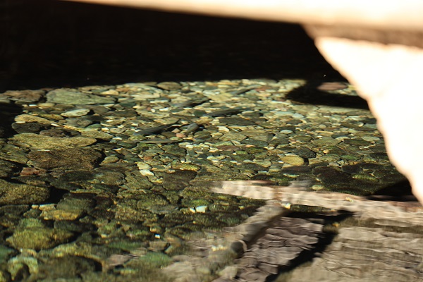 Herkes şaşkın! Burası Balıklıgöl değil Diyarbakır