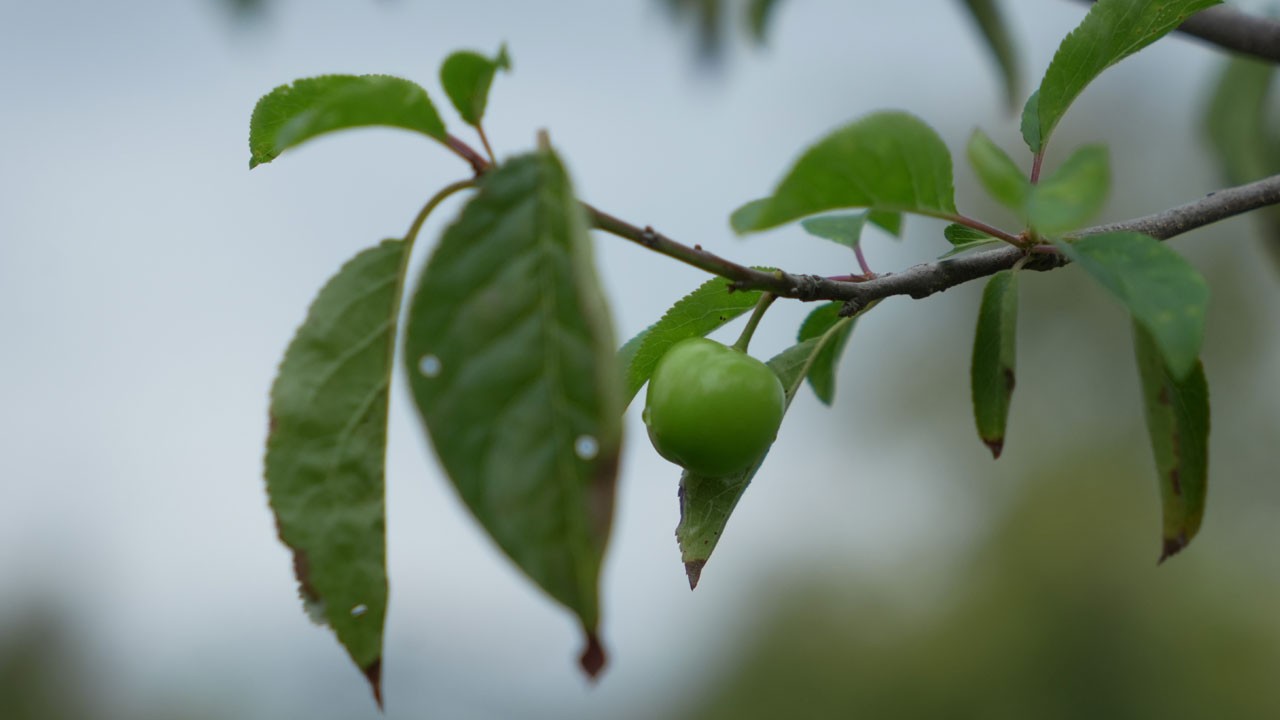 Herkes şaşkın! Erik ağaçları meyve verdi