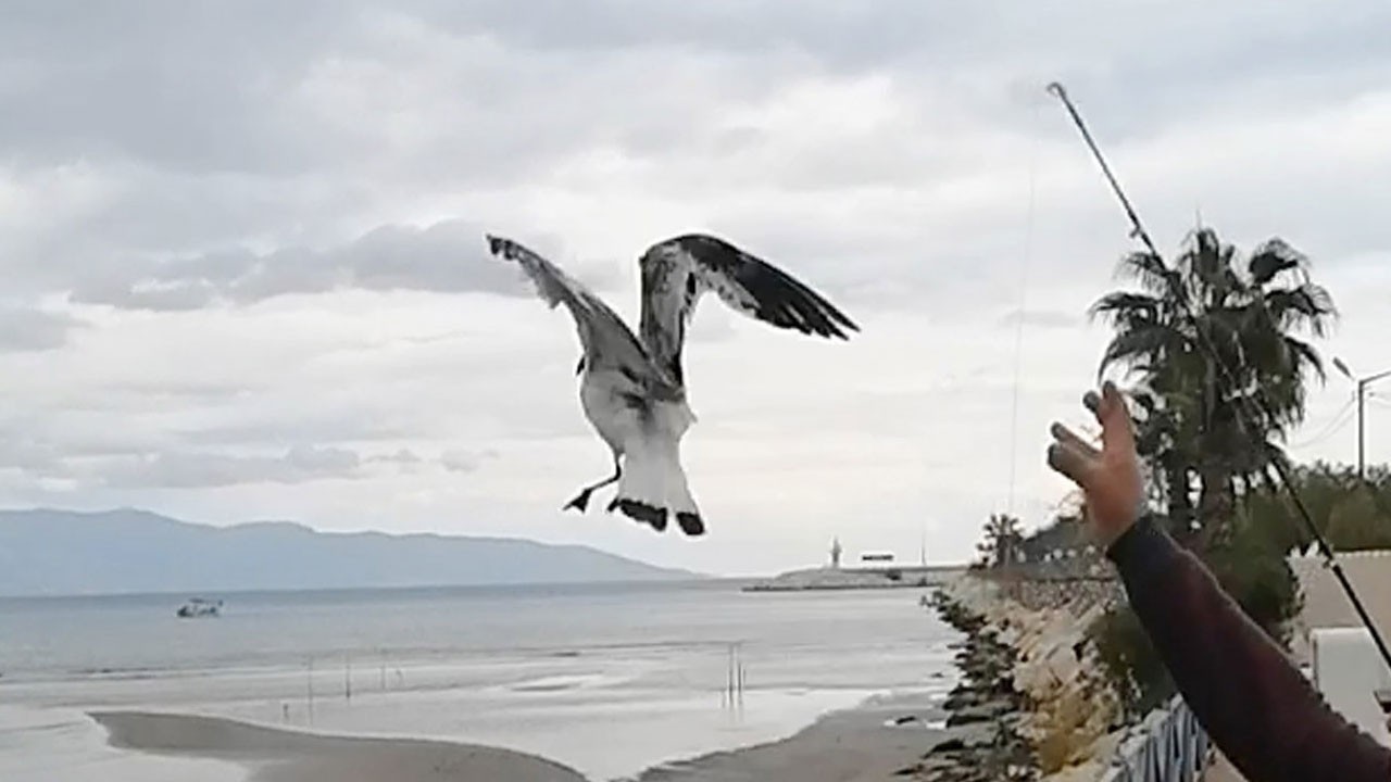 Herkes şaşkın! Oltaya bu kez balık değil martı takıldı
