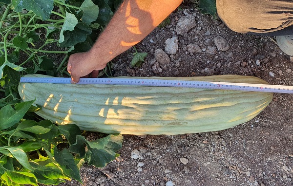 Herkes şaşkın! Tam 83 santimetre uzunluğunda