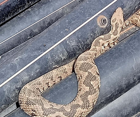 Herkes şaşkın! Traktörün su borusundan çıktı!