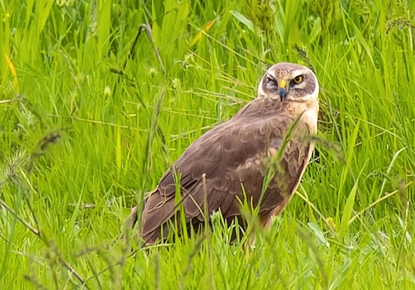 Herkes şaşkın! Türkiye'de görüntülendi