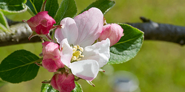 Herkes şokta! Aralık ayında olacak iş değil