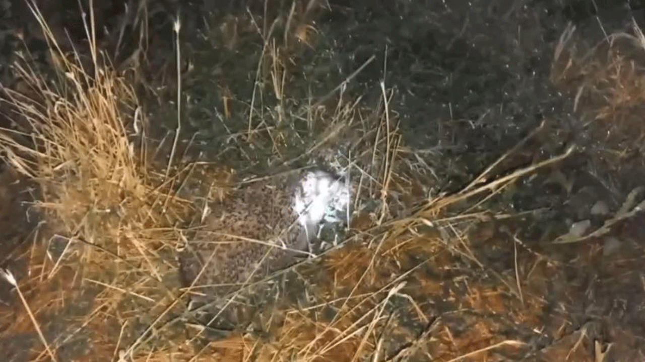 Herkes tilki sanıyordu! Civcivlerin gizemli katili bakın kim çıktı