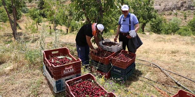 Herkes toplamaya gidiyor! Kilosu 20 euroya satılıyor