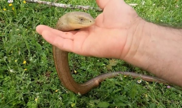 Herkes yılan zannediyor!Aslında zararsız