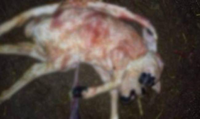 Herkesi şaşırttı, 2 dakika yaşadı!