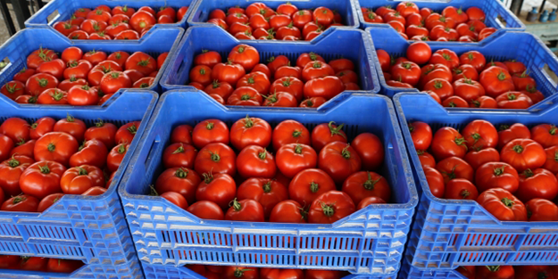 Herkesi tedirgin eden gelişme! Türkiye'den gönderilen domateslerde tespit edildi