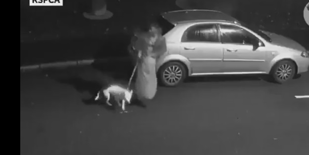 Heves kurbanı canlılar! Sahibi sokağa terk etti