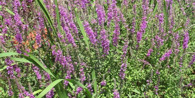 Hevhulma otu nedir? Hevhulma otunun faydaları nelerdir?