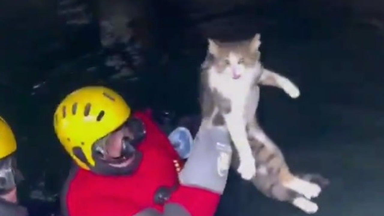 Heybeliada'da iskele altında mahsur kalan kedi kurtarıldı