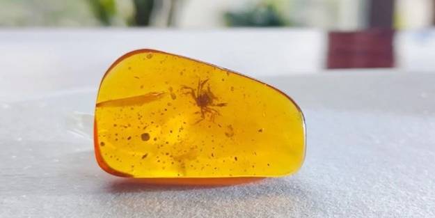 Heyecan veren keşif! Kehribarın içinde bulundu: 100 milyon yaşında