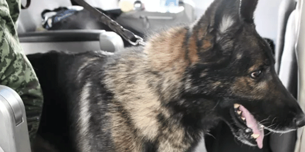 Heykelden başka bir bildikleri yok! Sarıyer Belediyesi arama-kurtarma köpeğinin heykelini dikecek