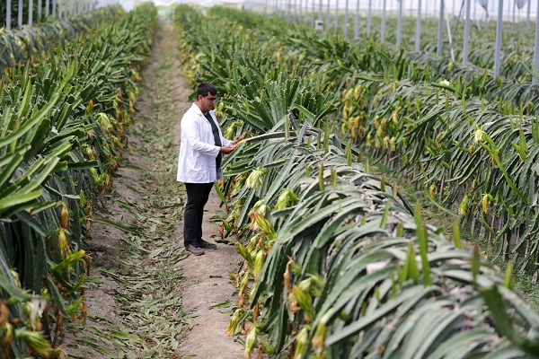 Hibe desteği aldı tesis kurdu! Hem meyve hem elektrik üretiyorlar
