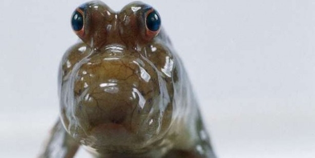 Hiç böyle bir balık görmüş müydünüz? - FOTO