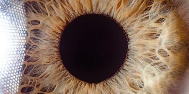 Hiç bu kadar yakından görmüş müydünüz?