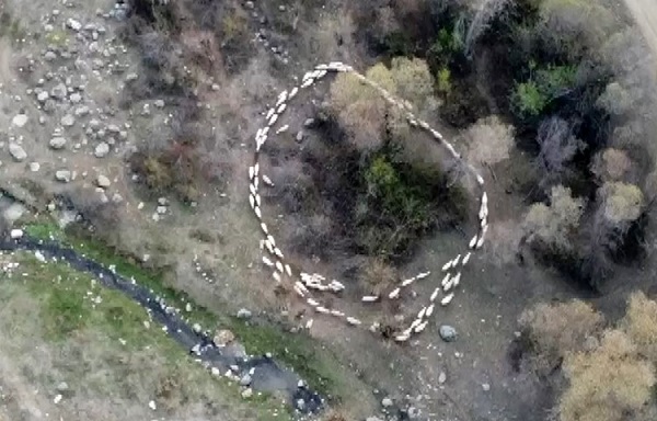 Hiç durmadan dönüyorlar! Çin'den sonra şimdi de Türkiye'de görüldü