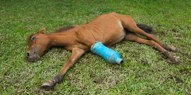 Hiç merak ettiniz mi? Ayağı kırılan atlar neden öldürülüyor