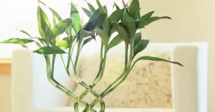Hiç solmuyor: Hepsinden daha avantajlı! Evde bambu yetiştirmek kolay